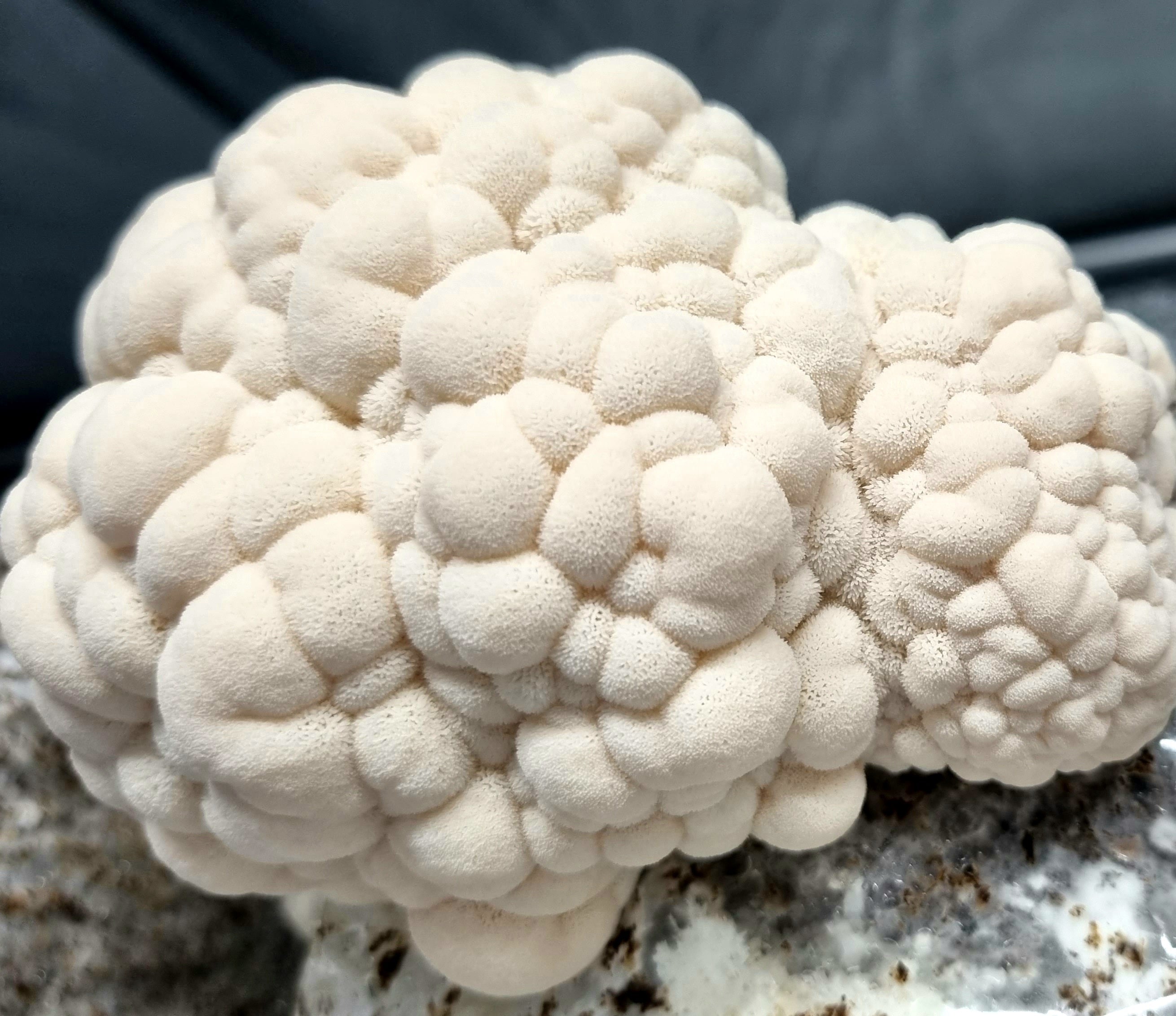 Lion's Mane - Mushroom and Mycelium