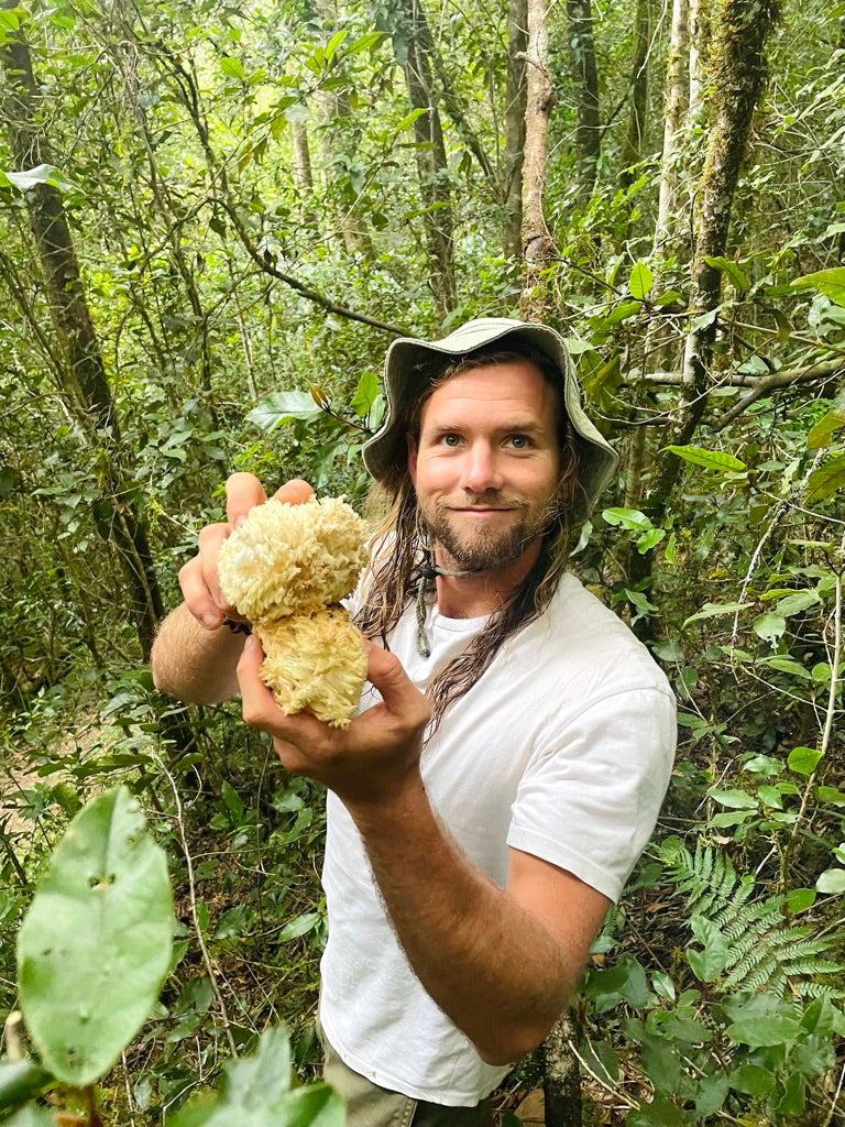 Indigenous Lion's mane mushroom discovered and named in South Africa known as Hericium opheliea 