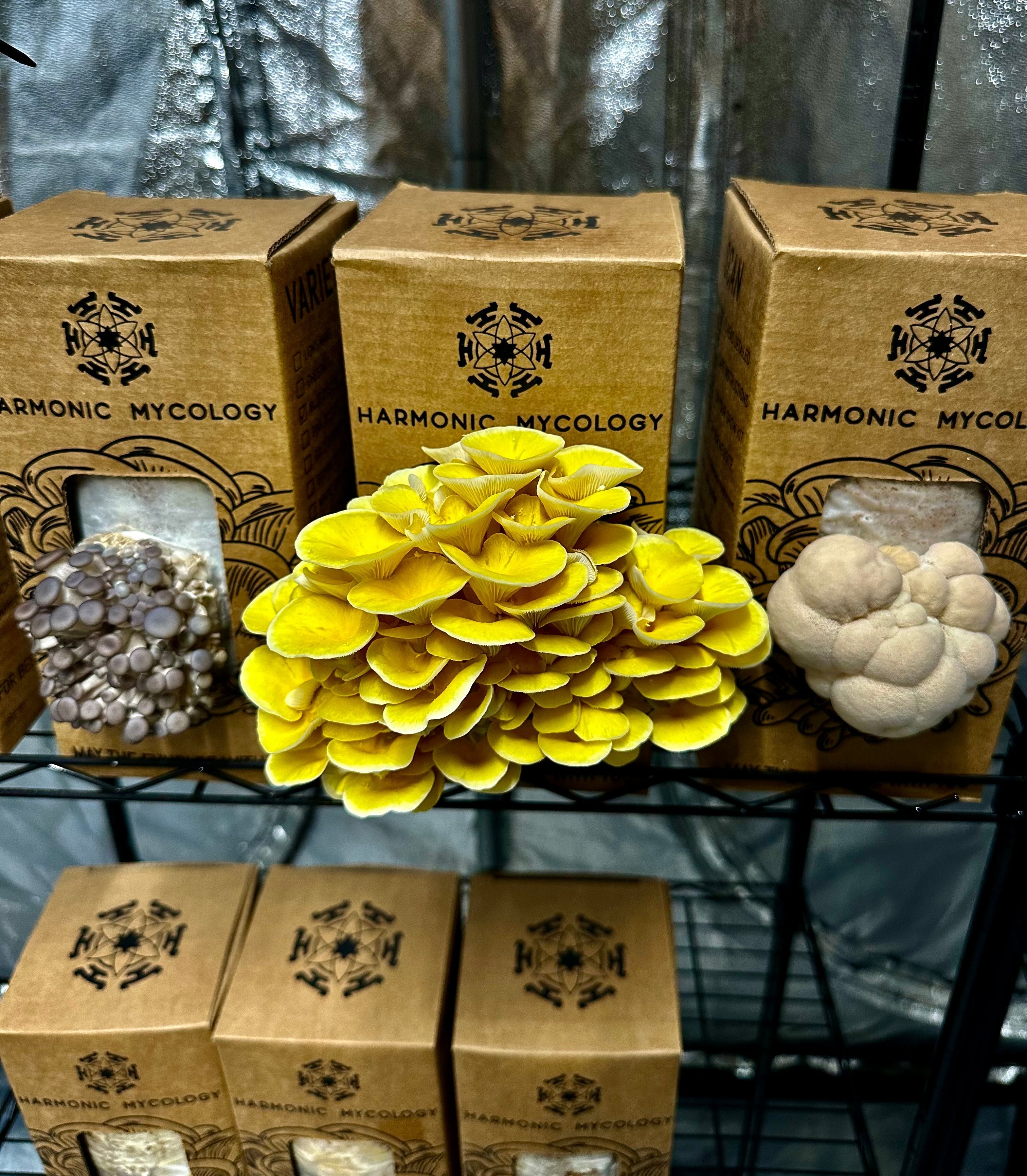 harmonic mycology mushoom grow kits before harvest 