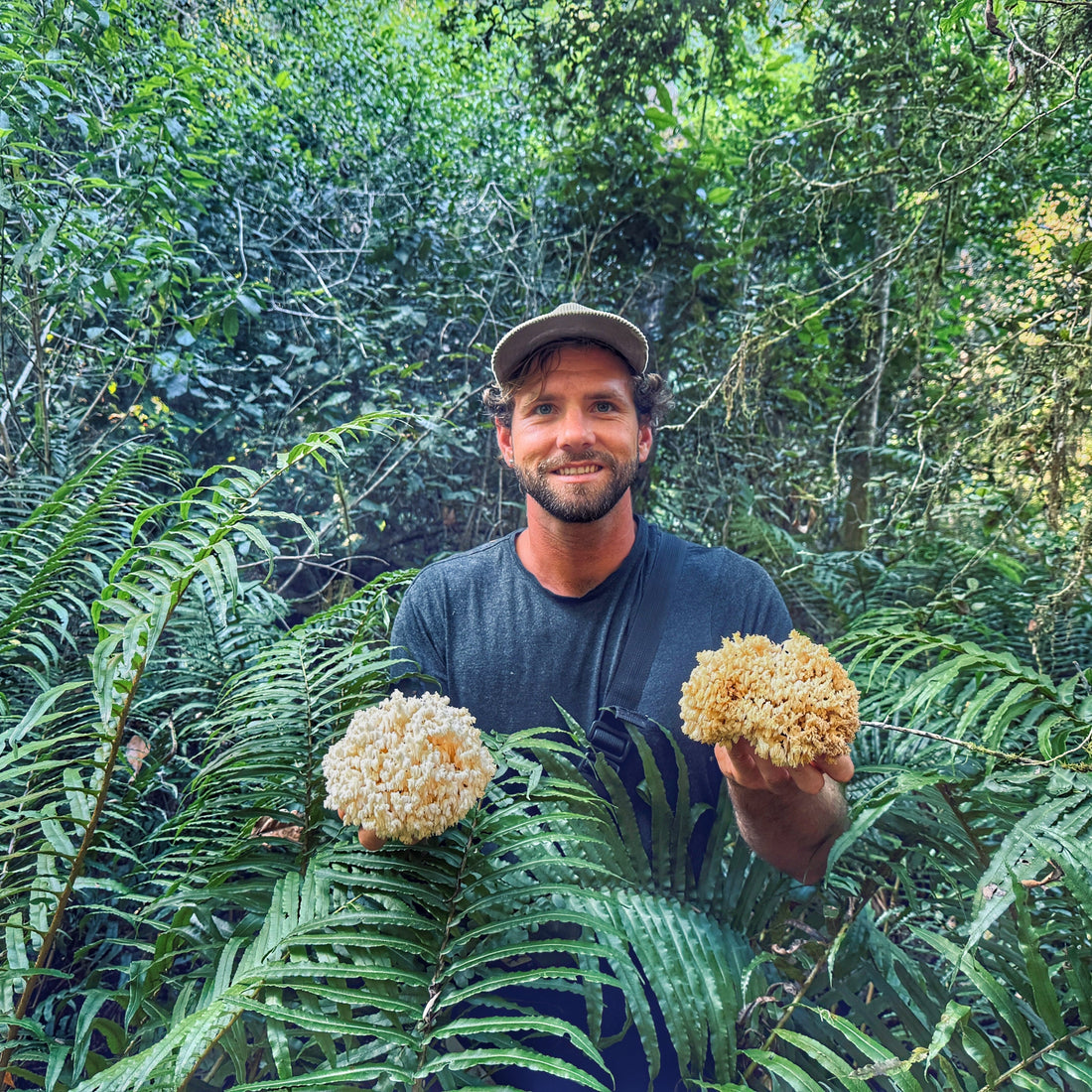 South Africa's Indigenous "Lion's Mane" Mushroom Discovered - Hericium opheliea