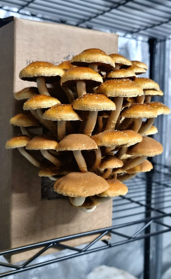 Mushroom grow kits