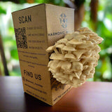 Enoki Mushroom - Grow Box