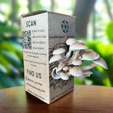 Pioppino Mushroom - Grow Box