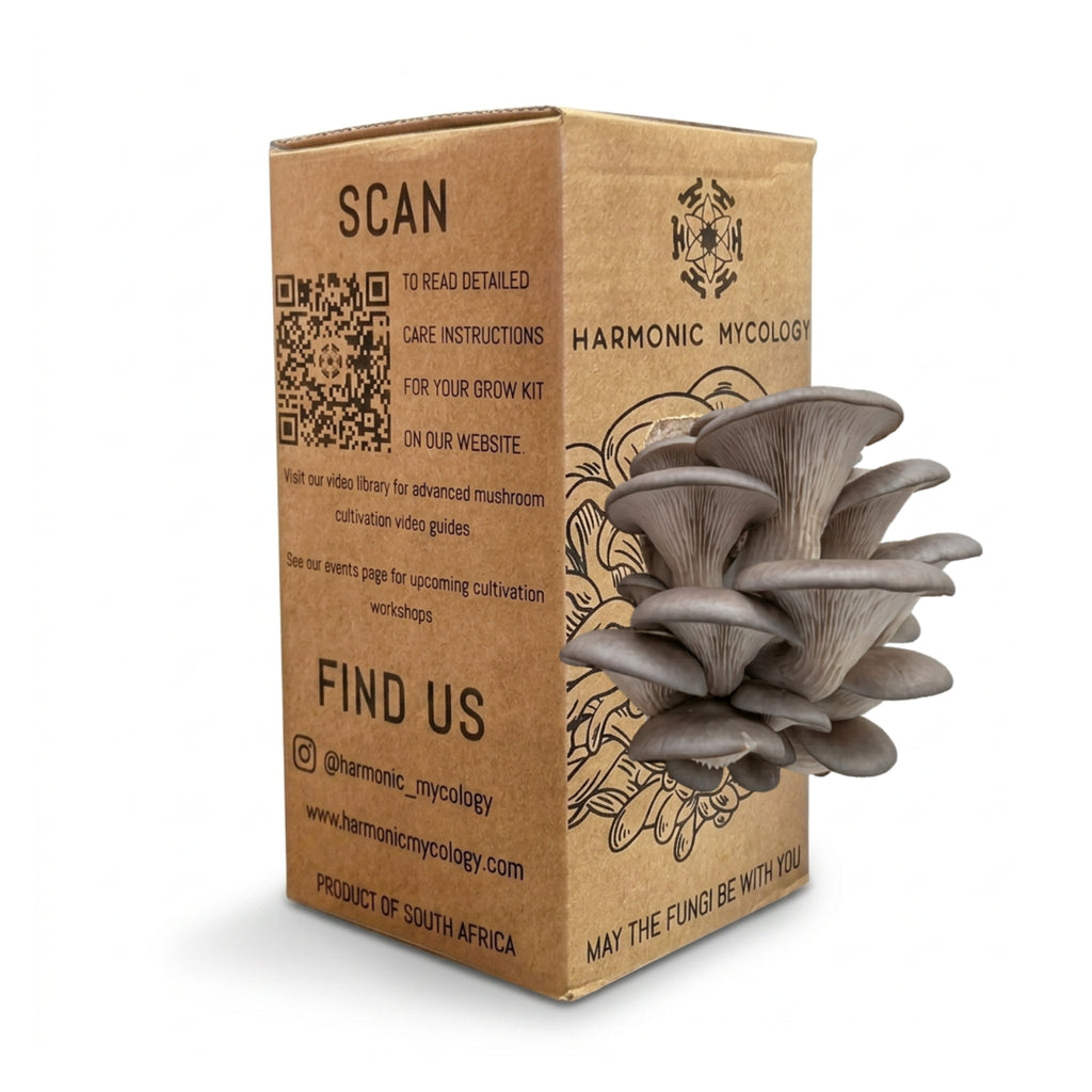 Grey Oyster Mushroom - Grow Box