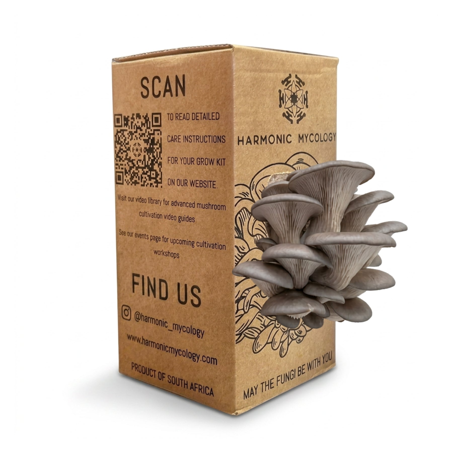 Grey Oyster Mushroom - Grow Box