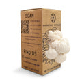 Lion's mane Mushroom - Grow Box