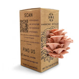 Pink Oyster Mushroom - Grow Box