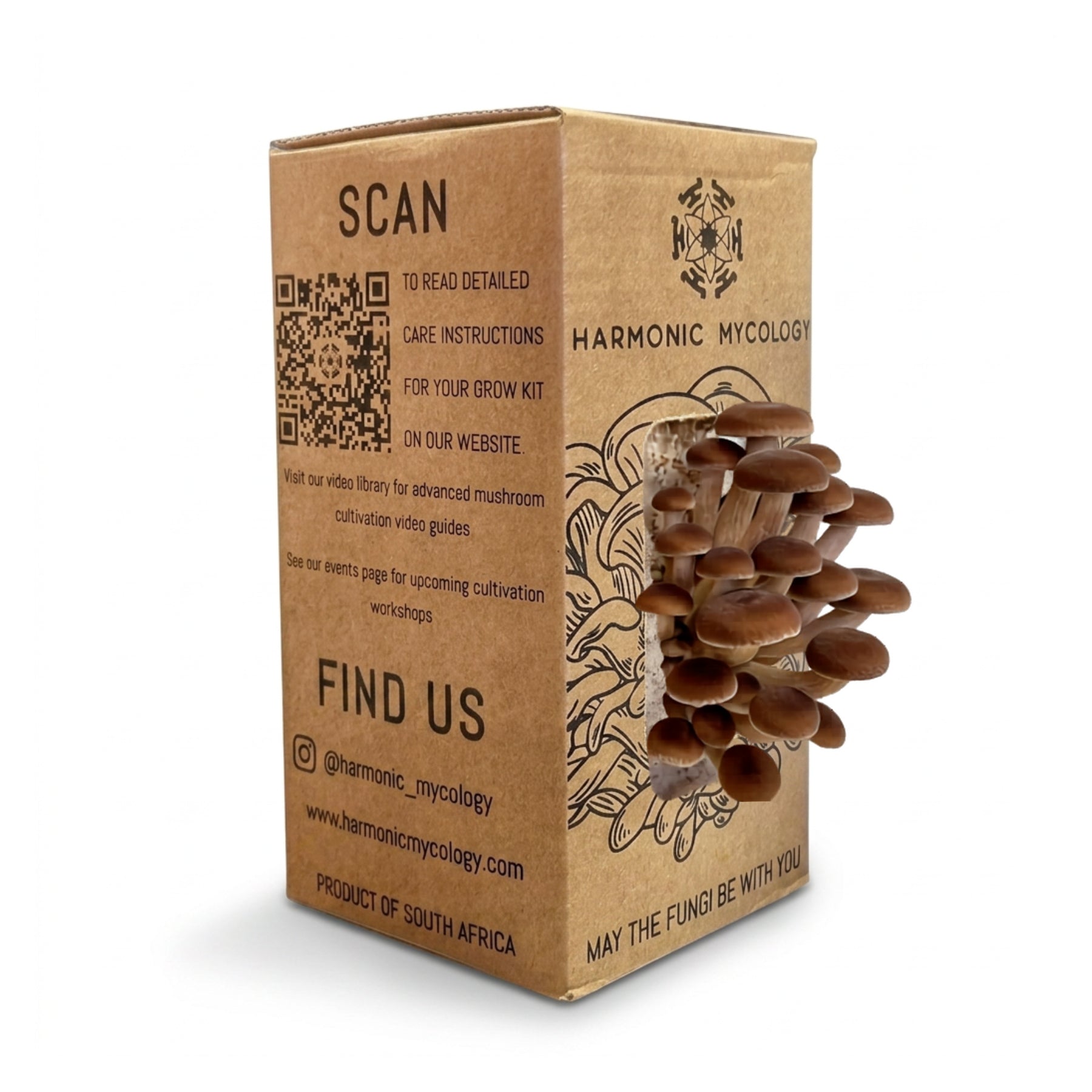 Pioppino Mushroom - Grow Box